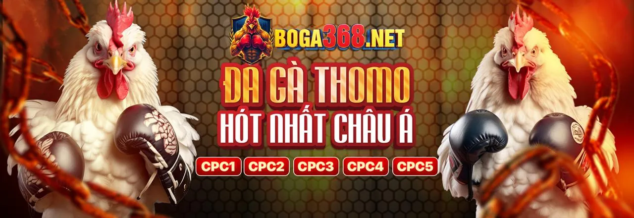 Các chuyên gia phân tích và thảo luận chiến thuật đá gà Thomo